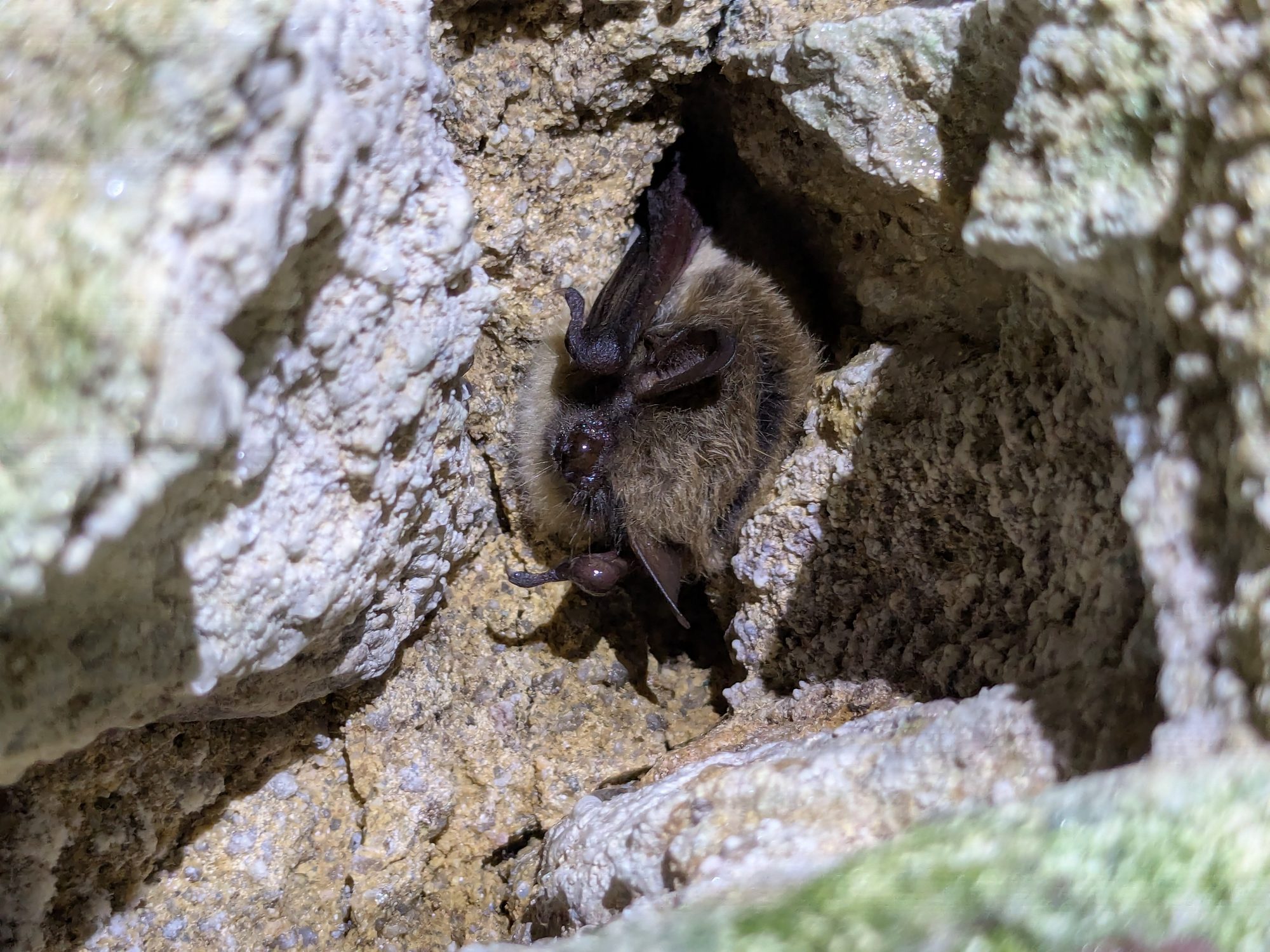 Chauve-souris observée lors d'une expertise naturaliste