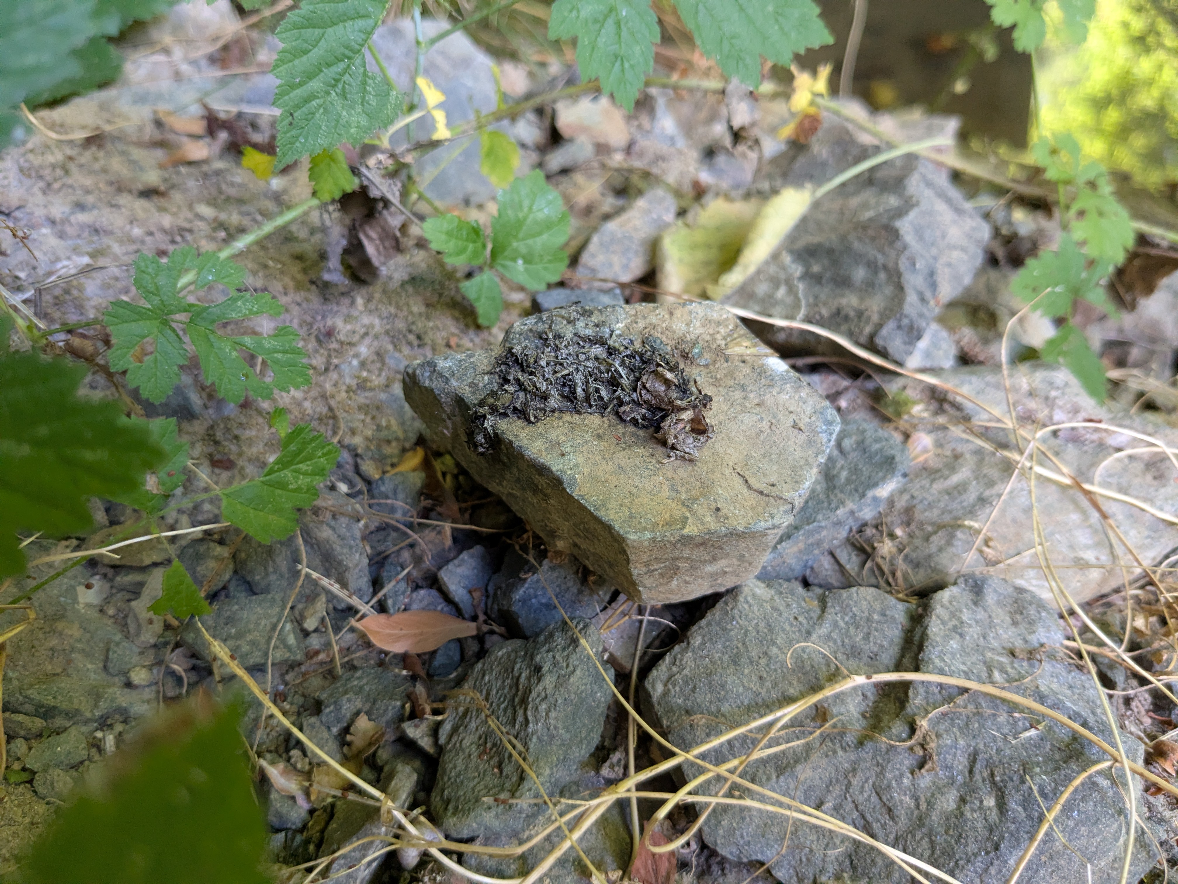 Épreinte de Loutre